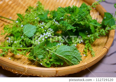 Kaho Shiso Kaho Shiso 112729120