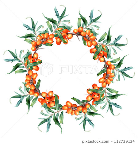 Wreath frame with medicinal plant sea buckthorn branches. Hand drawn watercolor botanical illustration isolated on white background. For clip art cards invitation label package 112729124