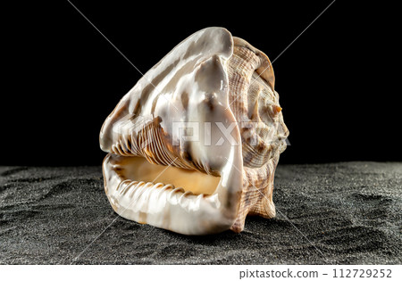 King Helmet seashell on a dark background 112729252
