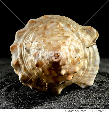 Pleuroploca trapezium seashell on a dark background Pleuroploca trapezium seashell on a dark background 112729253