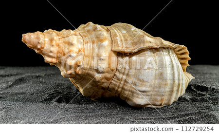 Pleuroploca trapezium seashell on a dark background Pleuroploca trapezium seashell on a dark background 112729254
