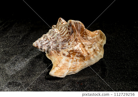 Strombus raninus seashell on a dark background Strombus raninus seashell on a dark background 112729256