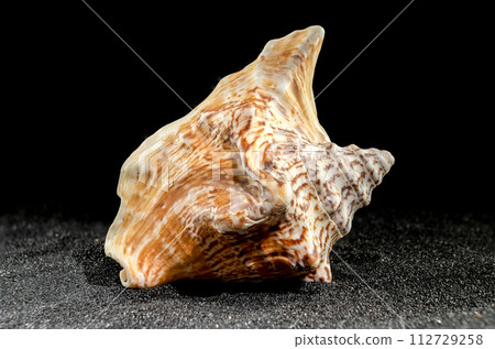 Strombus raninus seashell on a dark background Strombus raninus seashell on a dark background 112729258