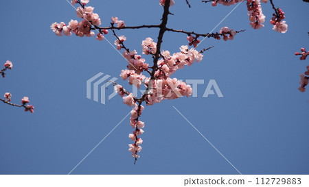 Apricot flowers that shine in the blue sky 112729883