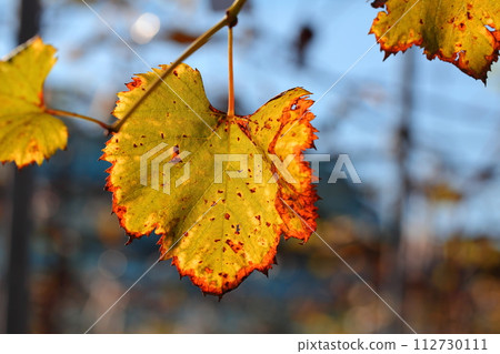autumn leaves of grapes autumn leaves of grapes 112730111