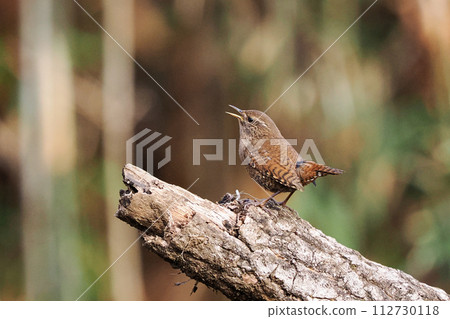 城市公園裡的鷦鷯 112730118