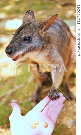 可愛的帕瑪小袋鼠 112730241
