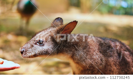 cute parma wallaby cute parma wallaby 112730245