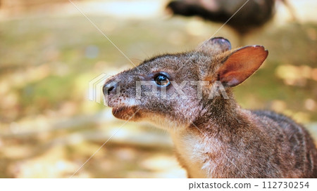 可愛的帕瑪小袋鼠 112730254