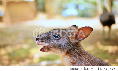 可愛的帕瑪小袋鼠 112730256