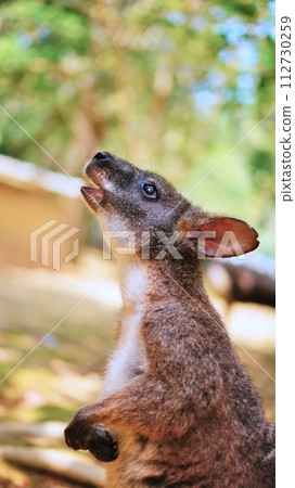 cute parma wallaby cute parma wallaby 112730259