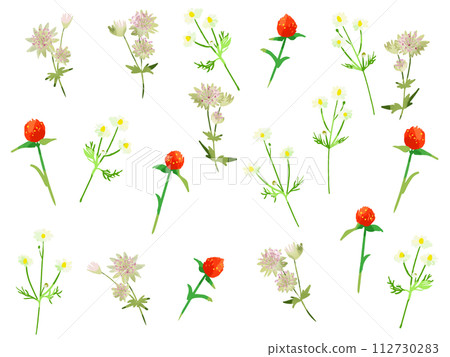 astrantia strawberry candle chamomile astrantia strawberry candle chamomile 112730283