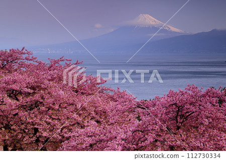 靜岡縣沼津市井田、早開的河津櫻花坡、駿河灣以及黎明時分的雪富士山 112730334