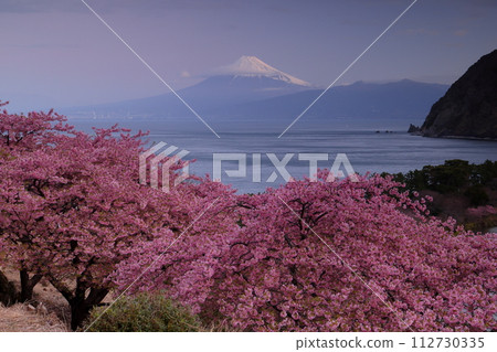 靜岡縣沼津市井田、早開的河津櫻花坡、駿河灣以及黎明時分的雪富士山 112730335