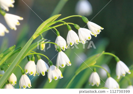 水仙(鈴蘭)雪花 水仙(鈴蘭)雪花 112730399