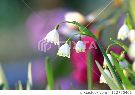 Daffodil (lily of the valley) snowflake Daffodil (lily of the valley) snowflake 112730401
