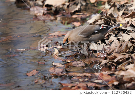 Waxwing drinking water 112730422