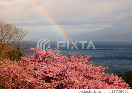 靜岡縣沼津市井田 - 早開的河津櫻花在斜坡上盛開，以駿河灣和富士山腳為背景出現彩虹 112730661