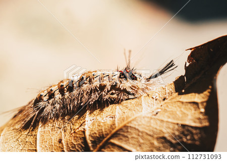 Cute beautiful fluffy light brown large caterpillar on leaf. Interaction with wild nature beauty fauna Entomology image Cute beautiful fluffy light brown large caterpillar on leaf. Interaction with wild nature beauty fauna Entomology image 112731093