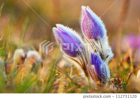 Spring flowers. Beautifully blossoming pasque flower and sun with a natural colored background. (Pulsatilla grandis) 112731120