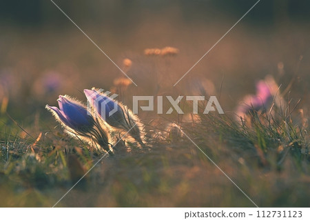 Beautiful violet flowers on a meadow at sunset. Beautiful natural colorful background. Pasque flower (Pulsatilla grandis) Beautiful violet flowers on a meadow at sunset. Beautiful natural colorful background. Pasque flower (Pulsatilla grandis) 112731123