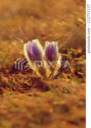 Beautiful violet flowers on a meadow at sunset. Beautiful natural colorful background. Pasque flower (Pulsatilla grandis) Beautiful violet flowers on a meadow at sunset. Beautiful natural colorful background. Pasque flower (Pulsatilla grandis) 112731127