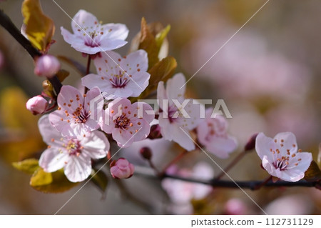 Blossom tree. Nature background.Sunny day. Spring flowers. Beautiful Orchard. Abstract blurred background. Springtime Blossom tree. Nature background.Sunny day. Spring flowers. Beautiful Orchard. Abstract blurred background. Springtime 112731129