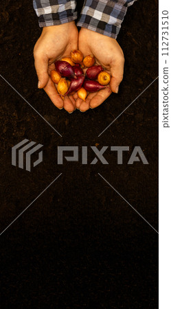 Vertical. A farmer holds out a handful of onion bulbs over the brown soil. Place for an inscription, copy space. A farmer holds out grown onions in his garden. Growing the healthy vegetable onion. 112731510