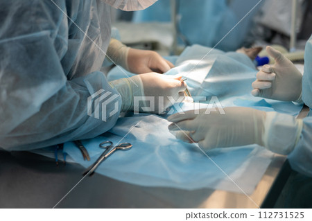An experienced veterinary surgeon operates on animals in the operating room. Experience precision surgery designed for optimal animal health. Surgery, veterinarian, operating room. 112731525