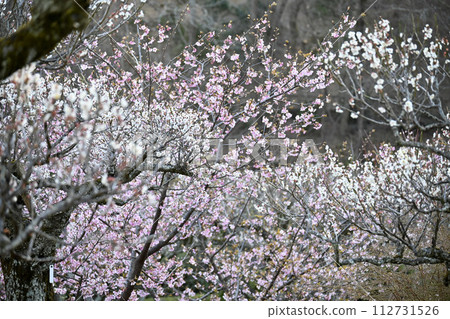 Plum blossoms, plum blossoms, pink, white plum blossoms in full bloom in early spring, the arrival of spring, 112731526