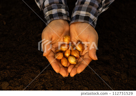 Bulbs in hands against the background of the earth illuminated by the golden rays of the sun. A woman holds out a handful of onion bulbs against a background of brown fertile soil. Onion harvest. 112731529
