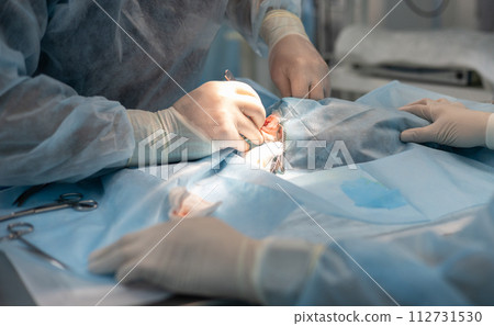 Veterinary surgeon in the operating room performs surgery on a pet. Expertly conducted veterinary surgery ensures the well-being of the pet. Veterinary surgery, surgeon, operating room. Veterinary surgeon in the operating room performs surgery on a pet. Expertly conducted veterinary surgery ensures the well-being of the pet. Veterinary surgery, surgeon, operating room. 112731530