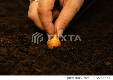 A woman's hand plants a small beautiful bulb in the ground. Close-up. Planting onions in black soil in a garden bed. Growing healthy onion vegetables for the family in your garden. 112731534