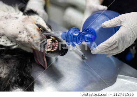 Using an Ambu bag, the doctor restores the breathing of a pet in serious condition. Saving the life of a pet by a doctor in a veterinary clinic. Resuscitation of a dog by an experienced veterinarian. Using an Ambu bag, the doctor restores the breathing of a pet in serious condition. Saving the life of a pet by a doctor in a veterinary clinic. Resuscitation of a dog by an experienced veterinarian. 112731536