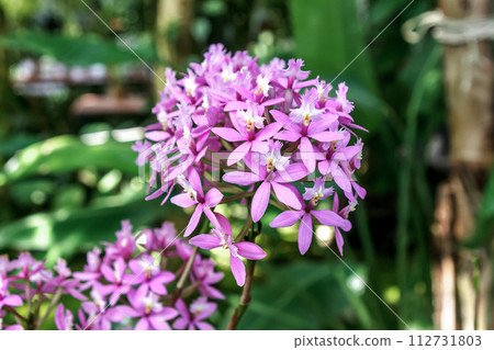 Epidendrum pink pearl with a pearl-like shine 112731803