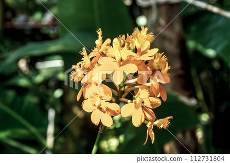 Sunrise Valley, an orchid with orange flowers 112731804