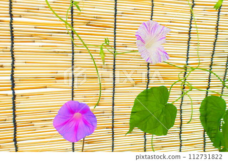 Morning glory morning glory morning glory Morning glory morning glory morning glory 112731822