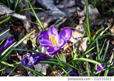 Crocus Crocus 112731823