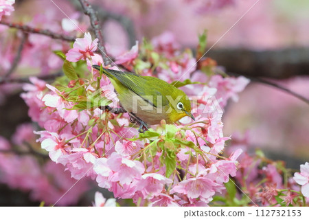 Ida, Numazu City, Shizuoka Prefecture Early-blooming Kawazu cherry blossoms and white-eye bright pink Ida, Numazu City, Shizuoka Prefecture Early-blooming Kawazu cherry blossoms and white-eye bright pink 112732153