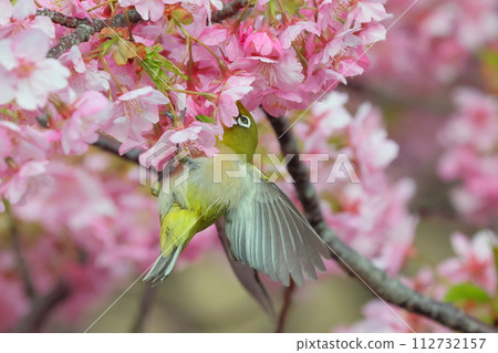 Ida, Numazu City, Shizuoka Prefecture, bright pink early blooming Kawazu cherry blossoms and white-eye spreading its wings Ida, Numazu City, Shizuoka Prefecture, bright pink early blooming Kawazu cherry blossoms and white-eye spreading its wings 112732157