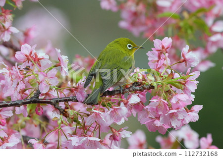 靜岡縣沼津市井田 早開的河津櫻花和白眼艷粉色 112732168