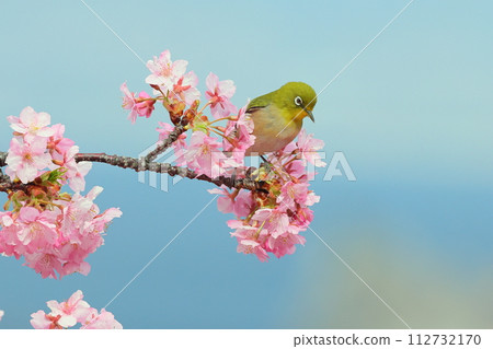 靜岡縣沼津市井田 早開的河津櫻花和白眼艷粉色 112732170