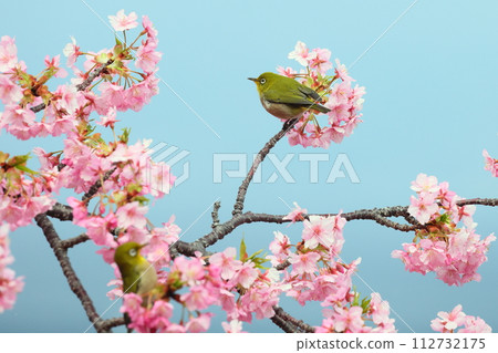 靜岡縣沼津市井田 早開的河津櫻花和白眼艷粉色 112732175