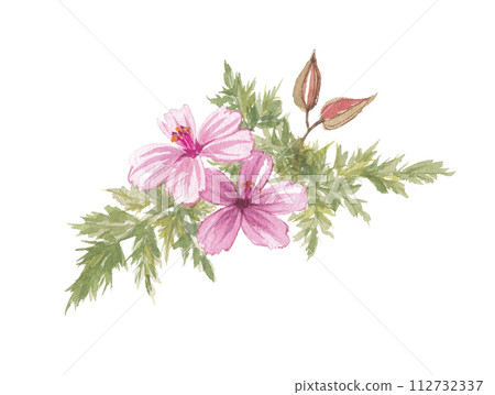 Princess style dew painted in watercolor Himefuro 112732337