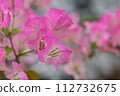 Bougainvillea 112732675