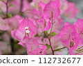 Bougainvillea 112732677