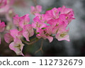 Bougainvillea 112732679