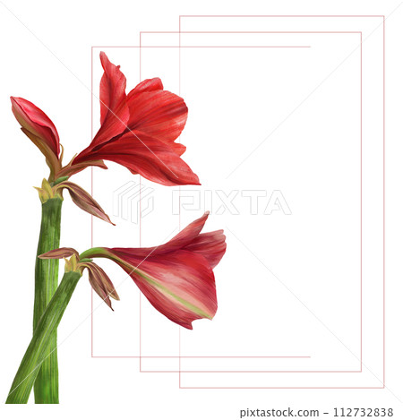 Red amaryllis flowers, stems and buds frame Hippeastrum plant card template Hand drawn botanical watercolor illustration Floral clipart for wedding, birthday invitation print Isolated white background 112732838