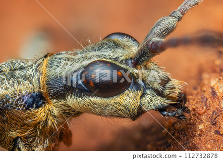 Longhorn beetle - Rhagium inquisitor. Portrait of a beetle. 112732878