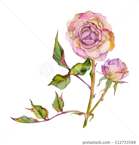 Hand drawn watercolor illustration shabby boho botanical flowers leaves. Dusty English tea rose, withered head bud, pink cream. Composition isolated on white background. Design wedding, love cards 112733589